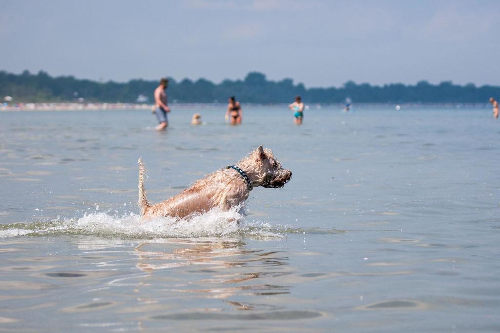 Zur-Alten-Schmiede-I-Links Boltenhagen  Exteriör bild